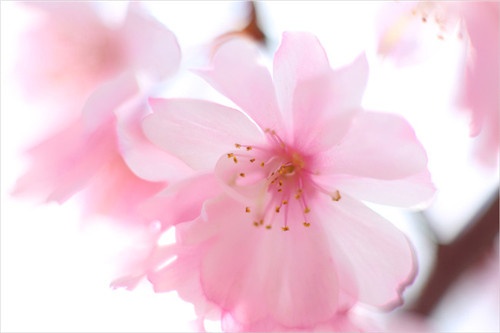 【洛陽(yáng)天恒】過(guò)年沒(méi)對(duì)象？藍(lán)瘦香菇？五招教你打造桃花運(yùn)風(fēng)水